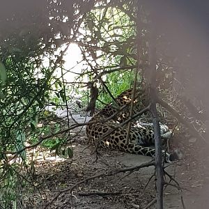 Tiergarten Schönbrunn- amur leopard through a peek hole- 2019