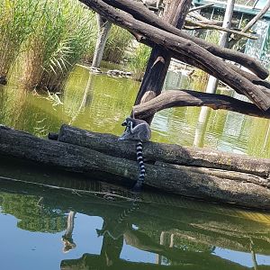 Tiergarten Schönbrunn- ring-tailed lemur scratching itself- 2019