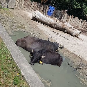 Tiergarten Schönbrunn- two water buffalo in their pond- 2019