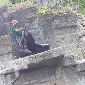 Tiergarten Schönbrunn- keeper feeding South American sea lion- 2019