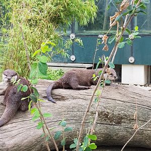 Tiergarten Schönbrunn- Asian small-clawed otter- 2019