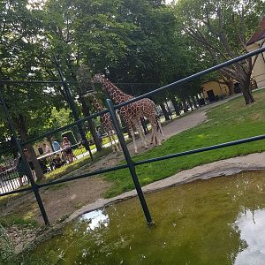 Tiergarten Schönbrunn- reticulated giraffes- 2019