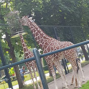 Tiergarten Schönbrunn- reticulated giraffe close up- 2019