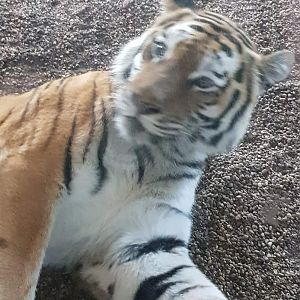 Tiergarten Schönbrunn- Siberian tiger turning around- 2019