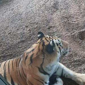 Tiergarten Schönbrunn- Siberian tiger- 2019