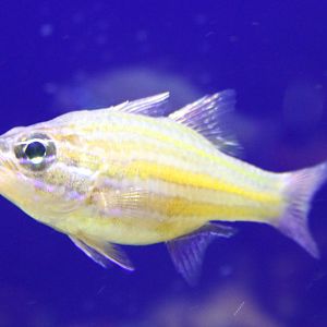 Yellow-striped cardinalfish - Apogon cyanosoma