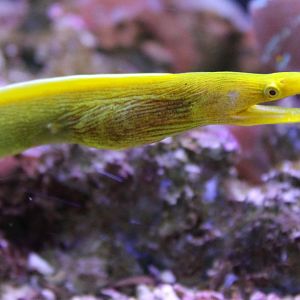 Ribbon eel - Rhinomuraena quaesita