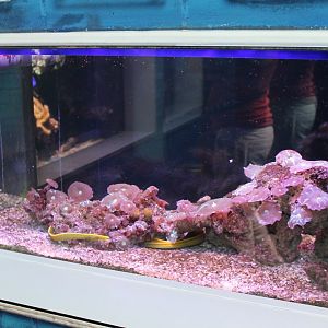 Ribbon eel tank