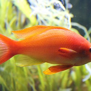 Pseudanthias squammipinnis