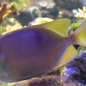 Blue-spotted spinefoot - Siganus corallinus