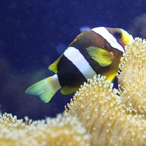 Clark's clownfish - Amphiprion clarkii