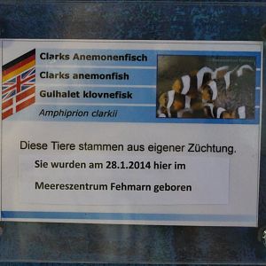 Birth-sign Clark's clownfish