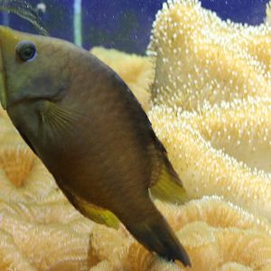 Slingjaw wrasse - Epibulus insidiator - juvenile