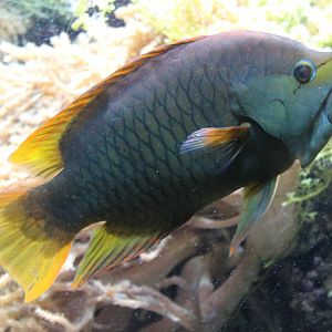 Slingjaw wrasse - Epibulus insidiator - semi-adult