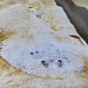 Japanese Sleeper Ray (Narke japonica)