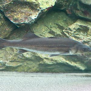 Japanese Sea Bass (Lateolabrax japonicus) - Himeji City Aquarium
