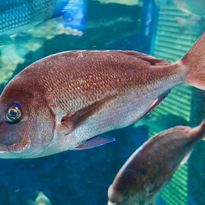 Japanese Red Sea Bream (Pagrus major) - Himeji City Aquarium