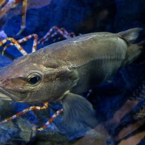 Ara (Niphon spinosus) - Takeshima Aquarium
