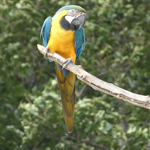 Blue-and-gold Macaw