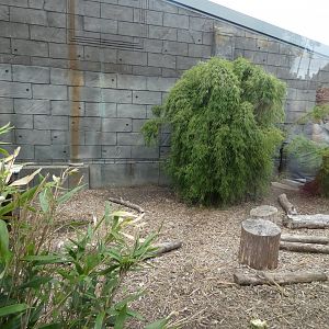 Crested Porcupine enclosure