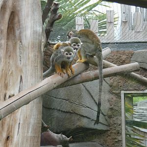 Common Squirrel Monkey
