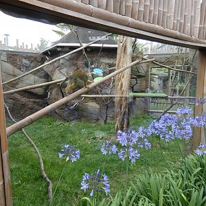 Common Squirrel Monkey enclosure