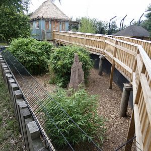 Racoon Dog enclosure