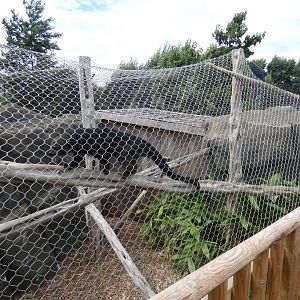 Binturong enclosure