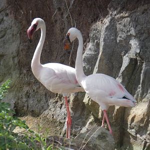 Lesser Flamingo
