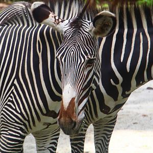 Wild Africa - Grevy's Zebra