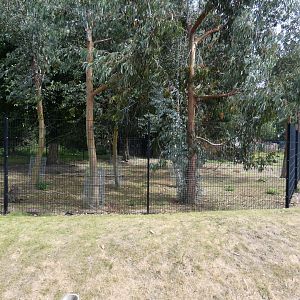 Bennett's Wallaby enclosure (2)
