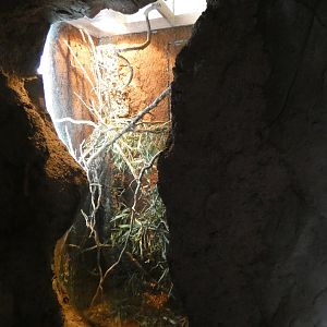 Yemen Chameleon enclosure