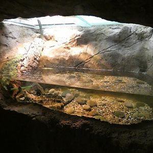 Alligator Snapping Turtle enclosure