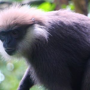 Primate Kingdom - Western Purple-faced Langur