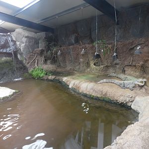 Nile Crocodile enclosure