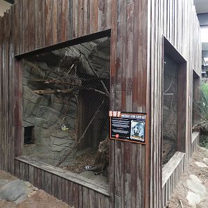 Northern Luzon Cloud Rat enclosure