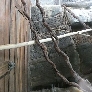 Pygmy Marmoset enclosure