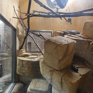 Asian Palm Civet enclosure