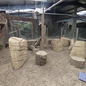 Meerkat enclosure