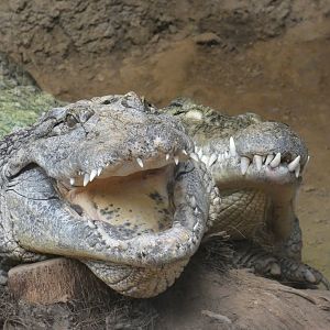 Nile Crocodiles