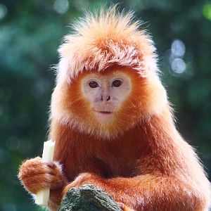 Primate Kingdom - Javan Langur
