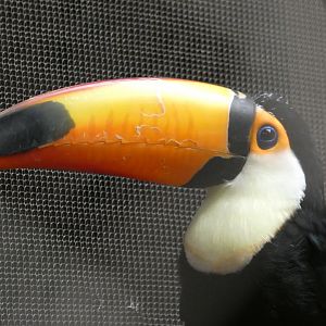 Toco Toucan