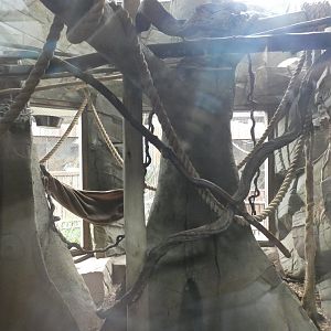 Sloth and Tamandua enclosure