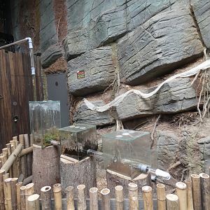 Leaf-cutter Ant enclosure