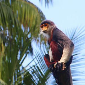 Primate Kingdom - Red-shanked Douc Langur