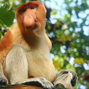 Proboscis Monkey