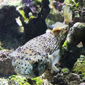 Long-spine porcupinefish - Diodon holocanthus