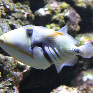 Blackbar triggerfish - Rhinecanthus aculeatus