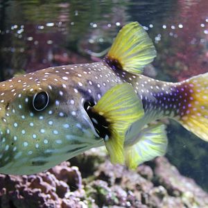White-spotted puffer - Arothron hispidus