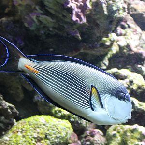 Sohal surgeonfish - Acanthurus sohal